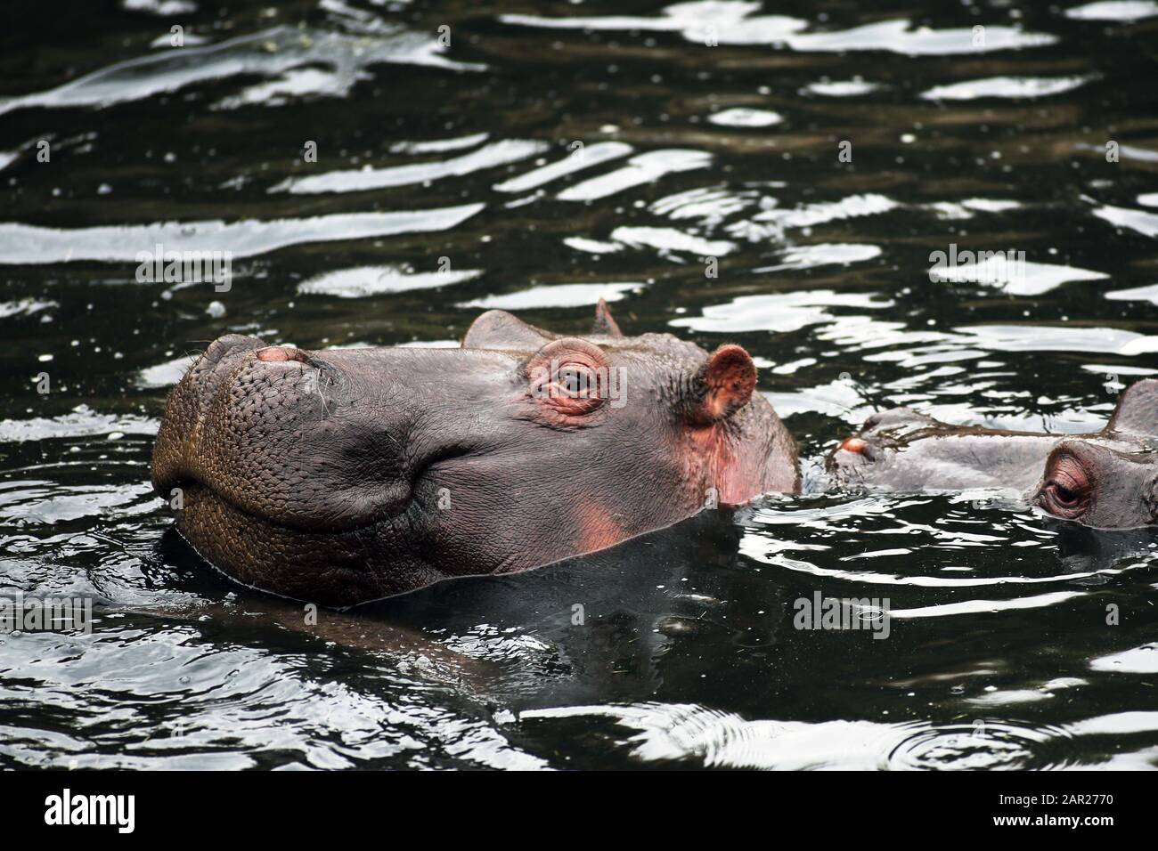 Un amphibius d'Hippopotamus nageant dans un étang de la réserve nationale de Maasai Mara, Kenya. Banque D'Images