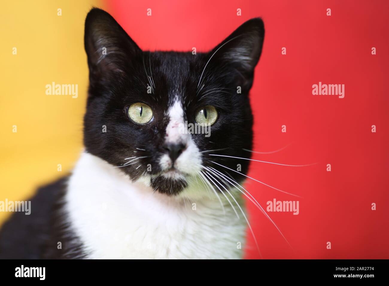Portrait d'un chat smoking européen commun Banque D'Images