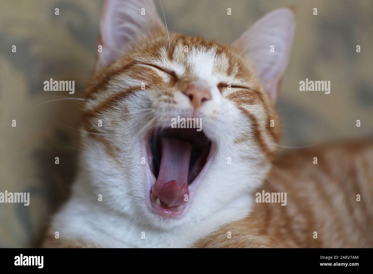 Portrait d'un chat tigré Banque D'Images