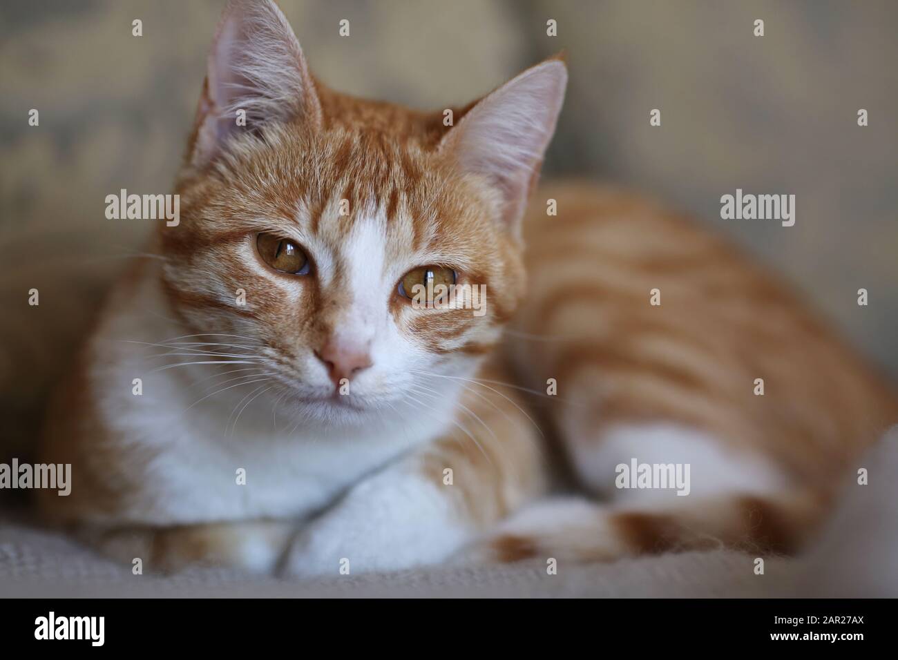Portrait d'un chat tigré Banque D'Images