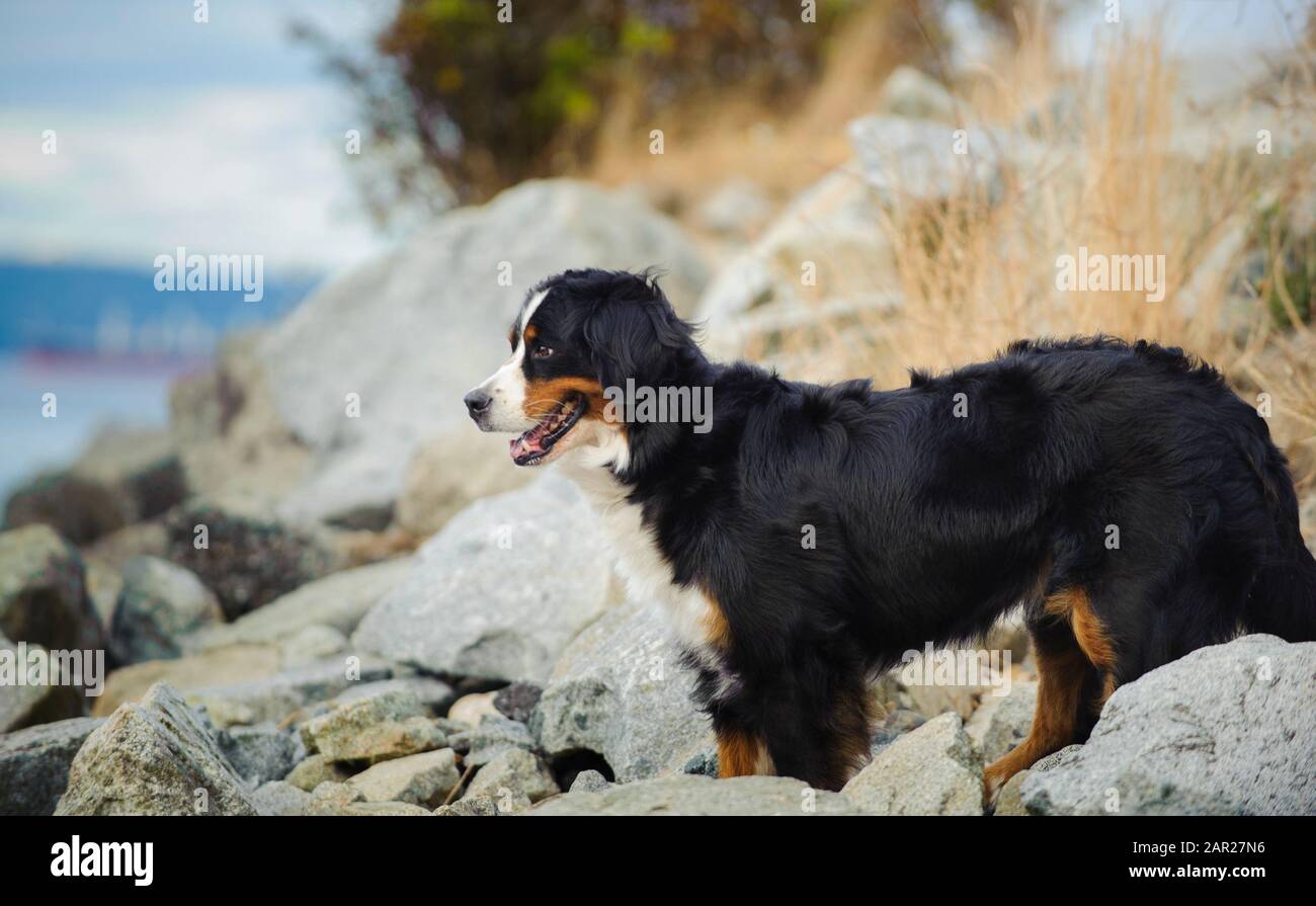 Portrait extérieur du chien Doberman Pinscher Banque D'Images