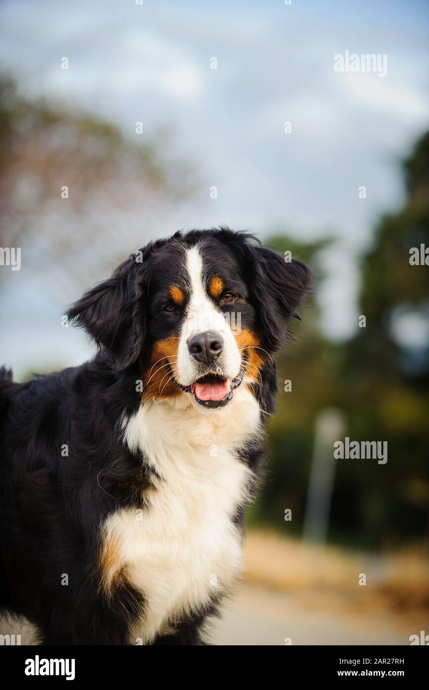 Portrait extérieur du chien Doberman Pinscher Banque D'Images