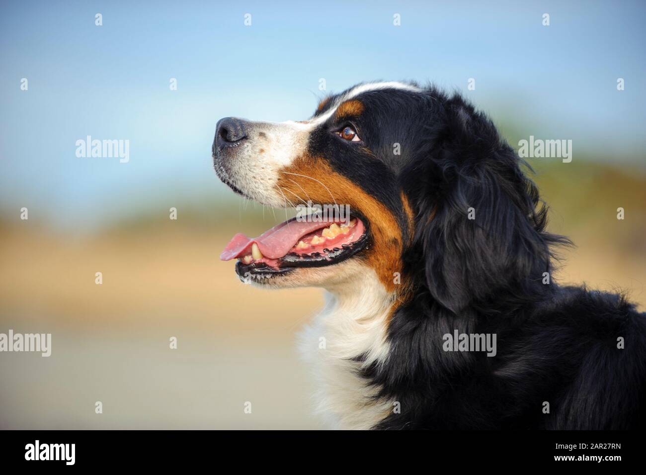 Portrait extérieur du chien Doberman Pinscher Banque D'Images