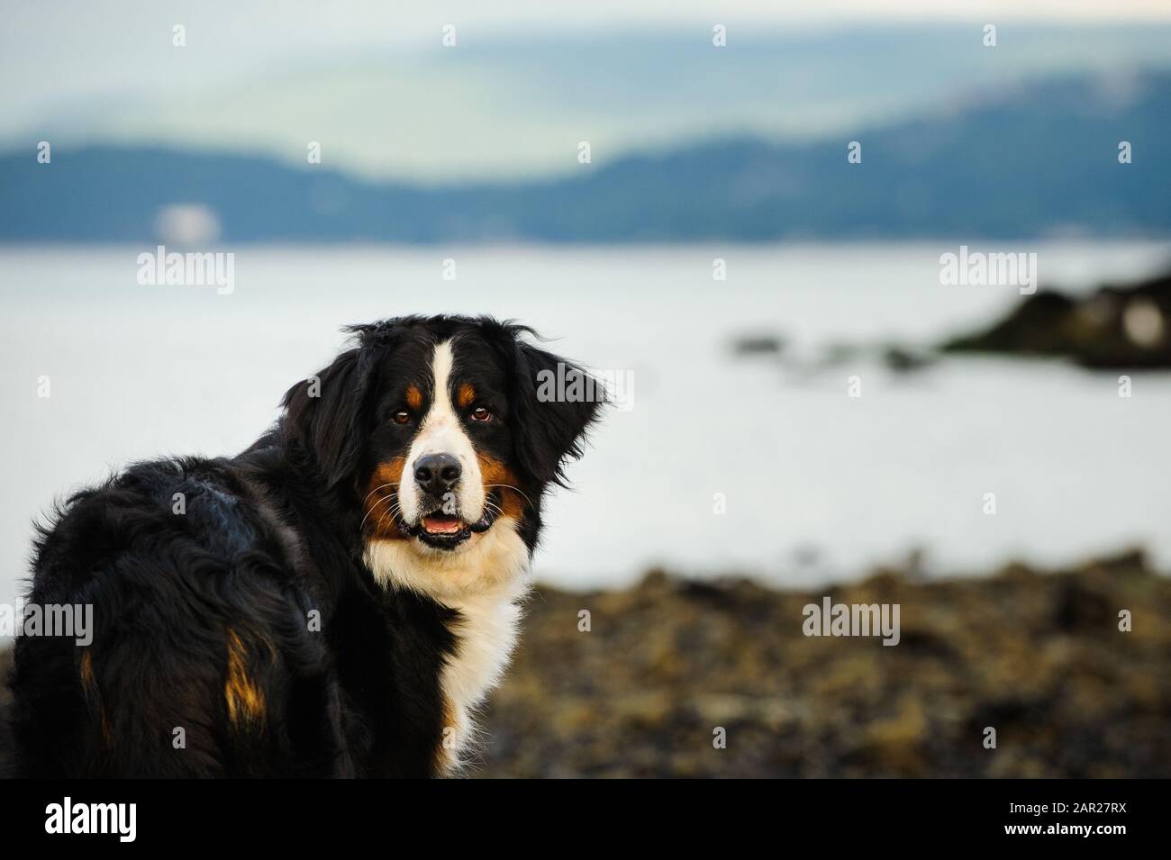 Portrait extérieur du chien Doberman Pinscher Banque D'Images