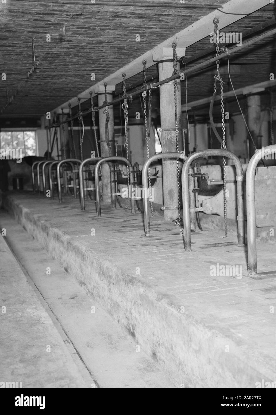 Ferme expérimentale Date: Juillet 1956 lieu: Pigeons mots clés: Intérieurs, planchers de clinker, écuries et granges, bétail Banque D'Images