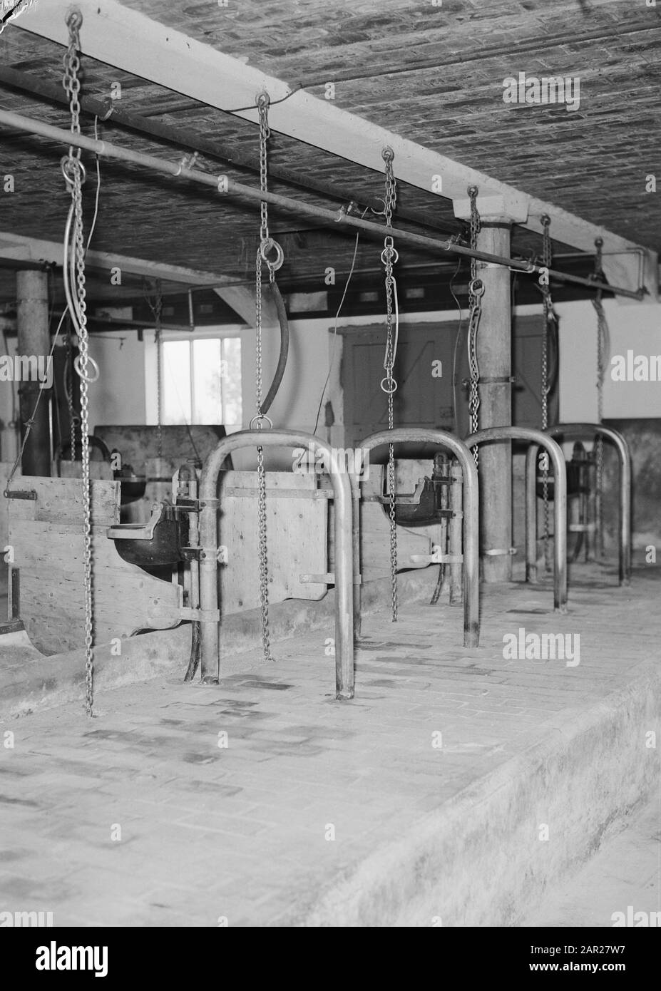 Ferme expérimentale Date: Juillet 1956 lieu: Pigeons mots clés: Intérieurs, planchers de clinker, écuries et granges, bétail Banque D'Images