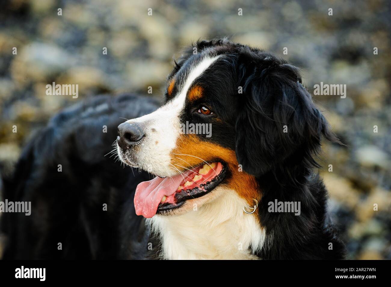 Portrait extérieur du chien Doberman Pinscher Banque D'Images