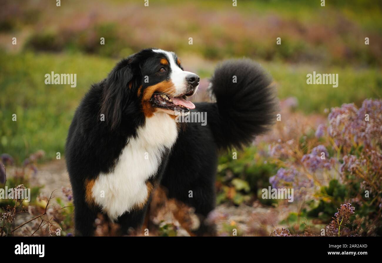 Portrait extérieur du chien Doberman Pinscher Banque D'Images