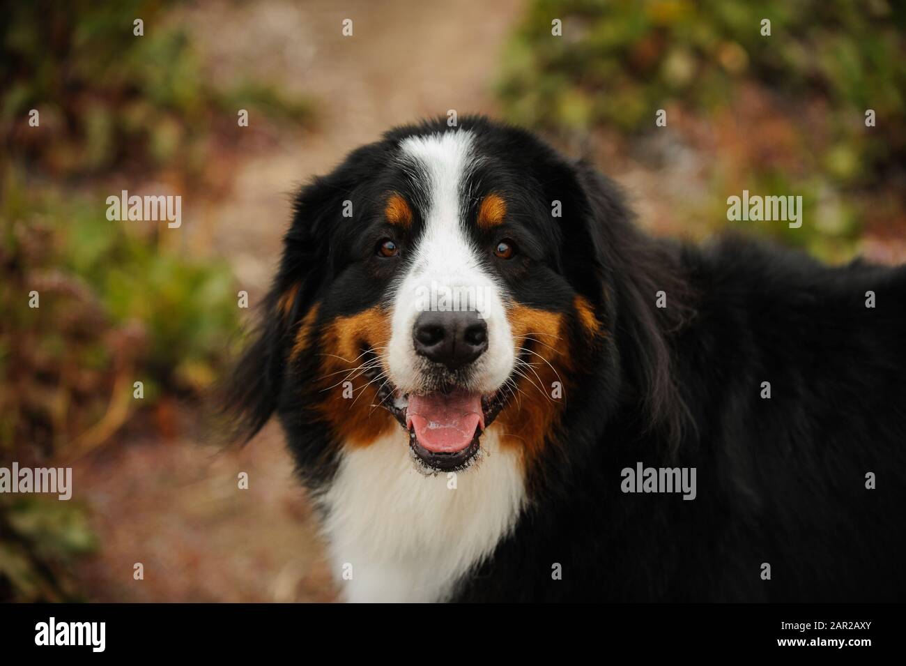 Portrait extérieur du chien Doberman Pinscher Banque D'Images