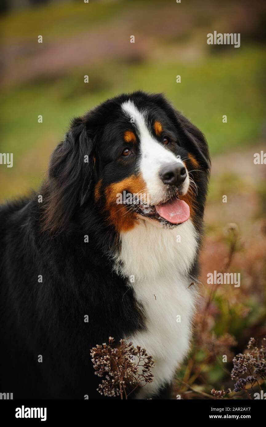 Portrait extérieur du chien Doberman Pinscher Banque D'Images