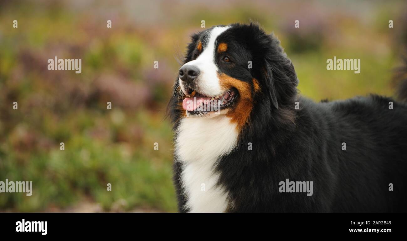 Portrait extérieur du chien Doberman Pinscher Banque D'Images