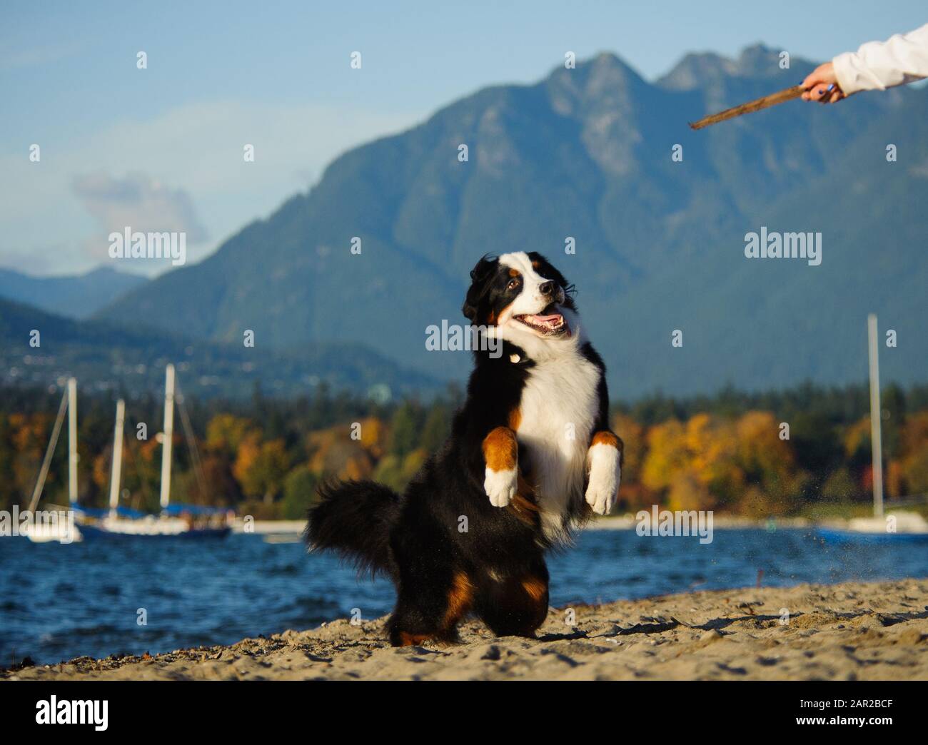Portrait extérieur du chien Doberman Pinscher Banque D'Images