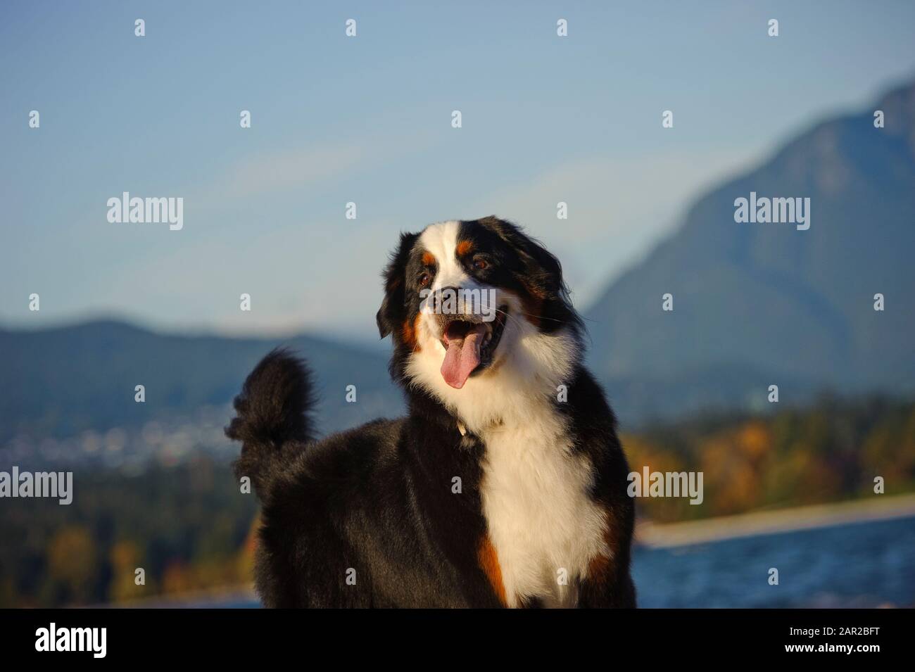 Portrait extérieur du chien Doberman Pinscher Banque D'Images