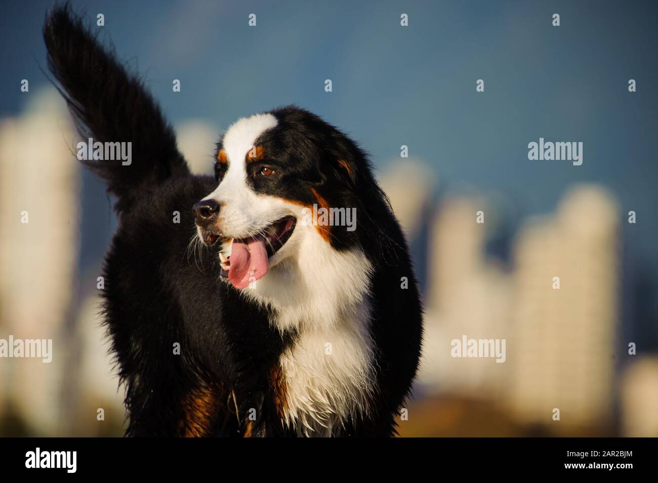 Portrait extérieur du chien Doberman Pinscher Banque D'Images