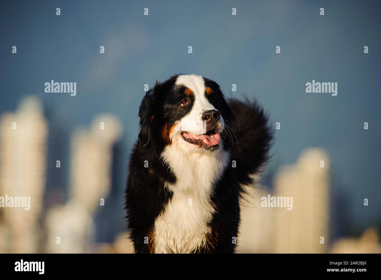 Portrait extérieur du chien Doberman Pinscher Banque D'Images