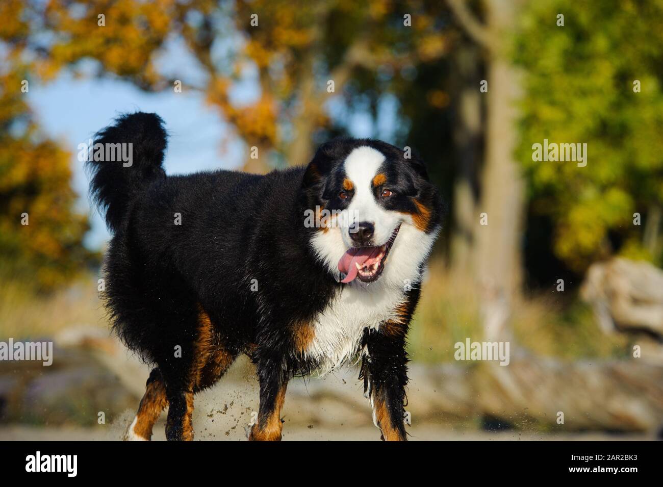 Portrait extérieur du chien Doberman Pinscher Banque D'Images