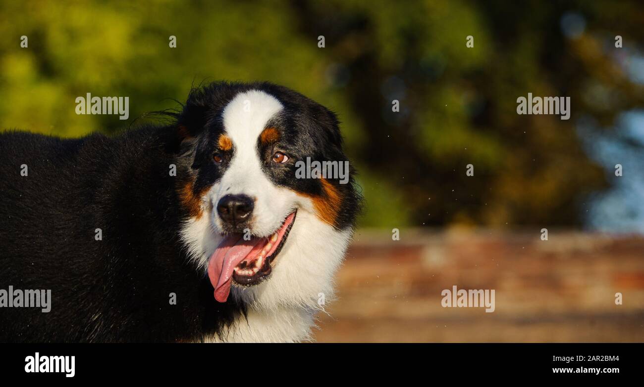 Portrait extérieur du chien Doberman Pinscher Banque D'Images