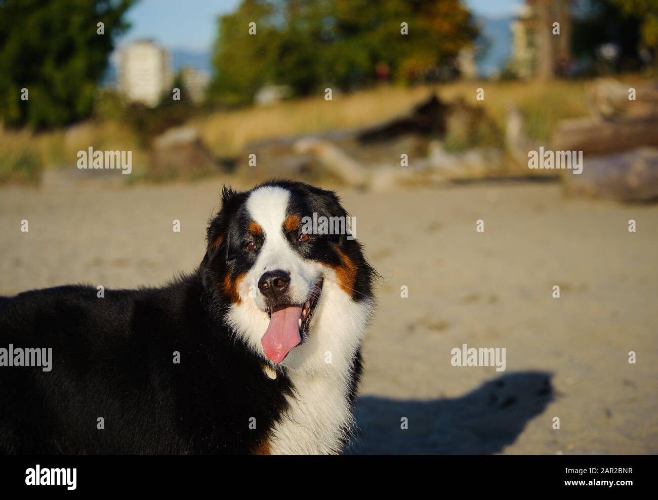Portrait extérieur du chien Doberman Pinscher Banque D'Images