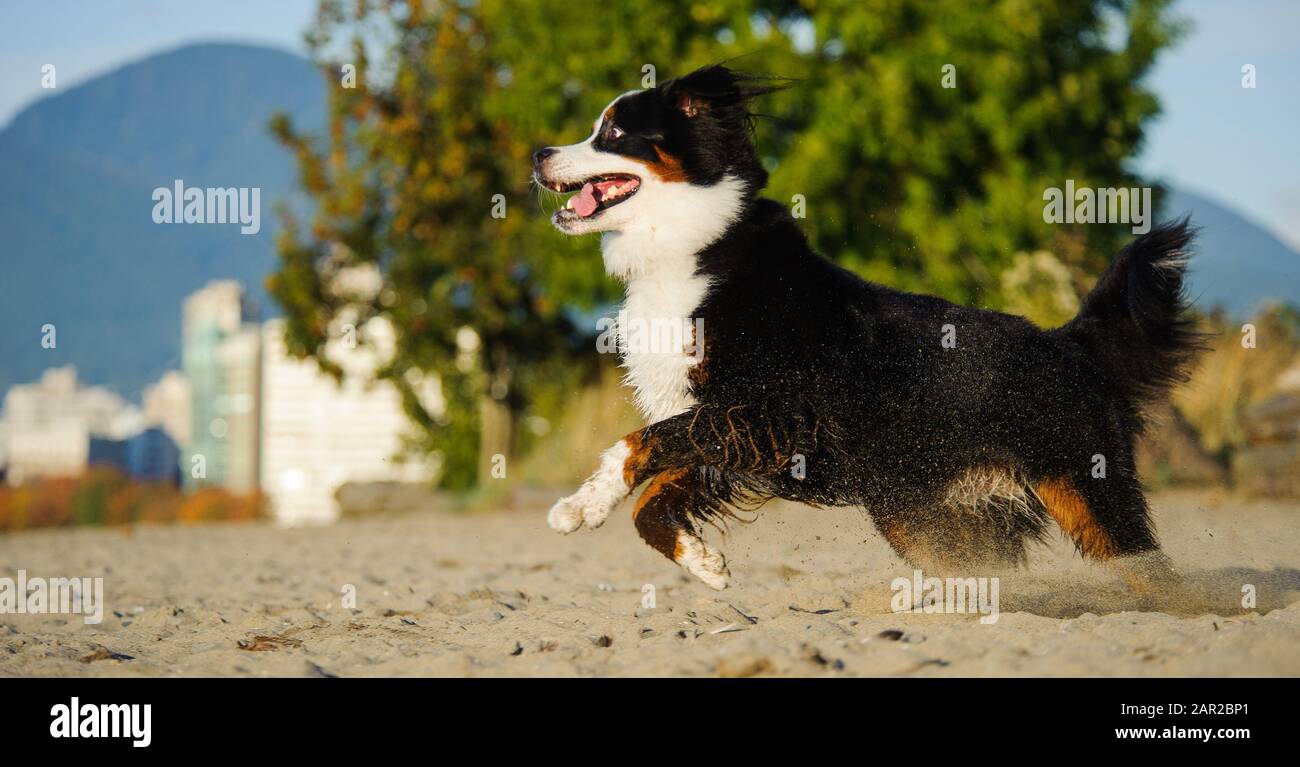 Portrait extérieur du chien Doberman Pinscher Banque D'Images
