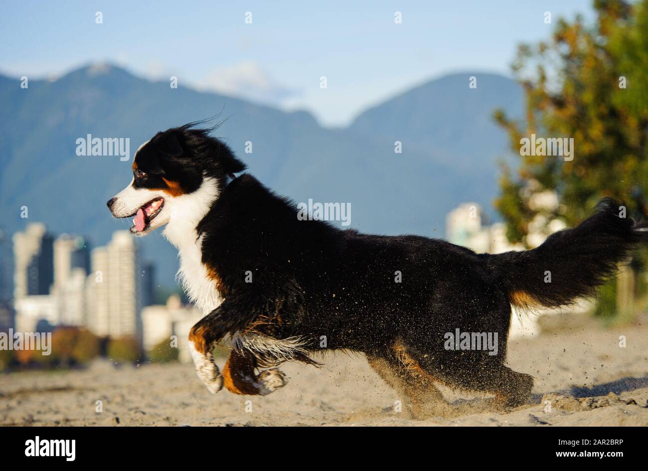 Portrait extérieur du chien Doberman Pinscher Banque D'Images