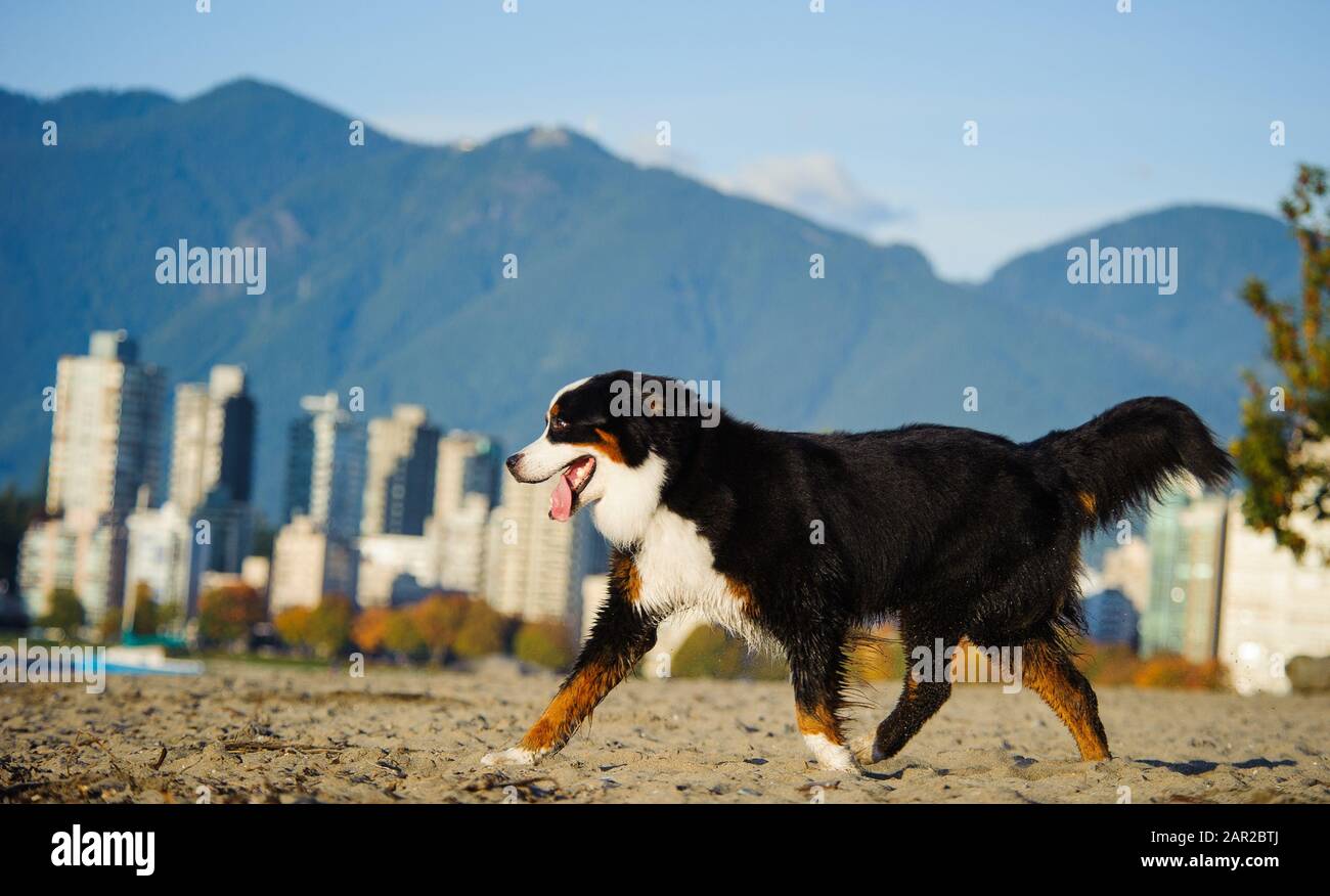 Portrait extérieur du chien Doberman Pinscher Banque D'Images