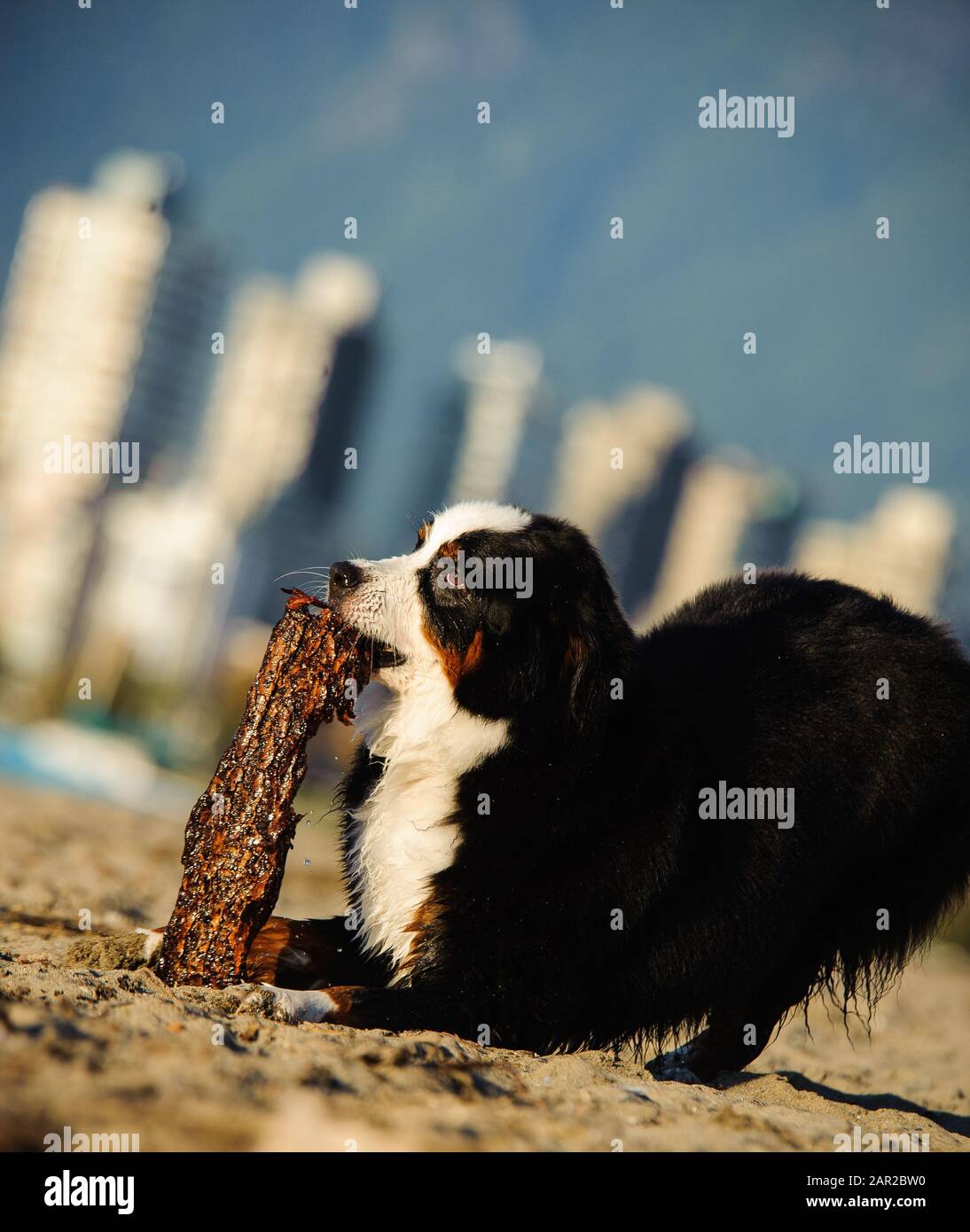 Portrait extérieur du chien Doberman Pinscher Banque D'Images
