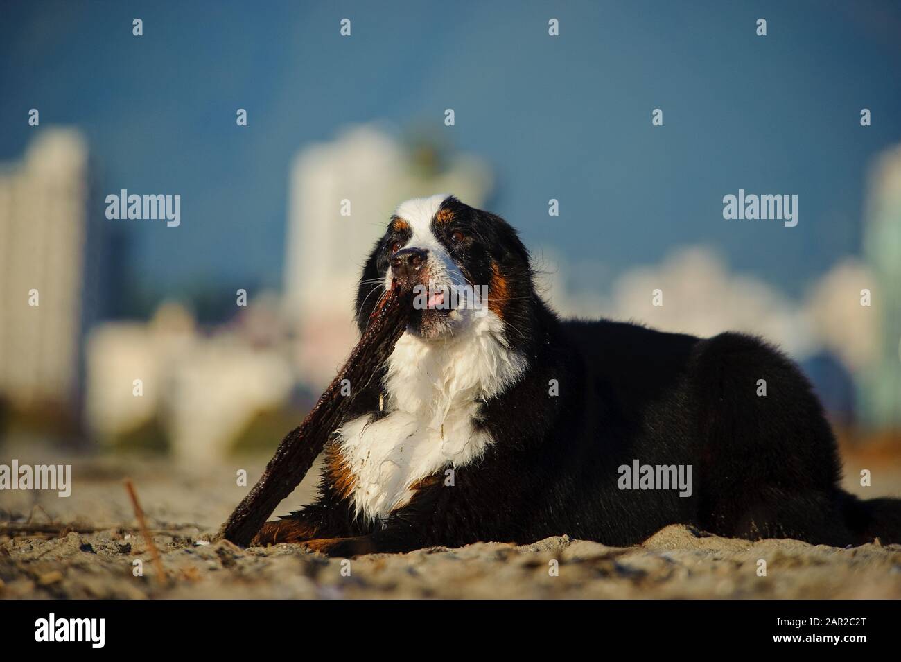 Portrait extérieur du chien Doberman Pinscher Banque D'Images