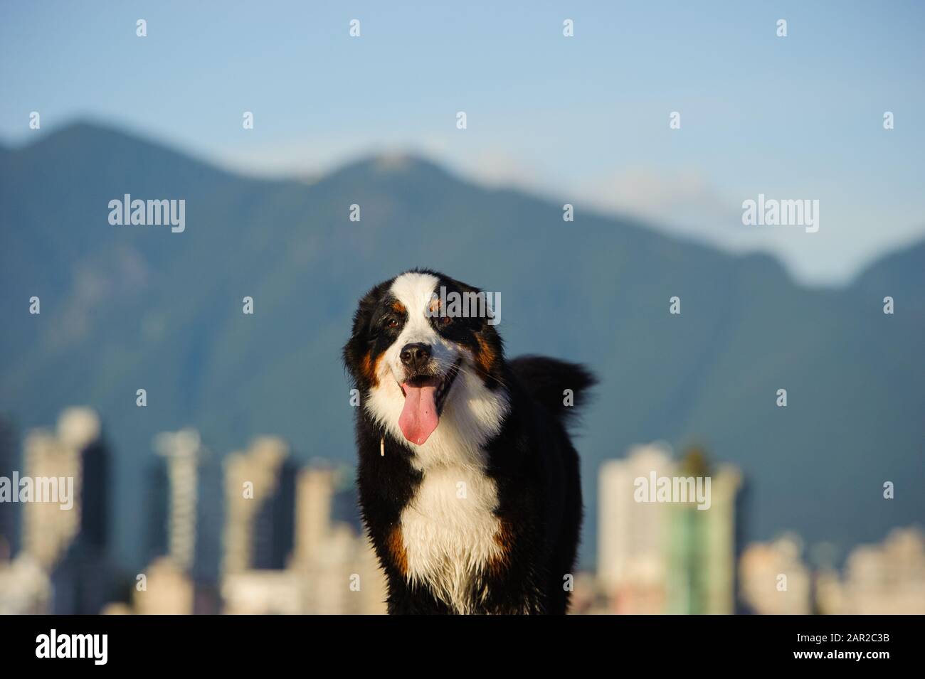 Portrait extérieur du chien Doberman Pinscher Banque D'Images