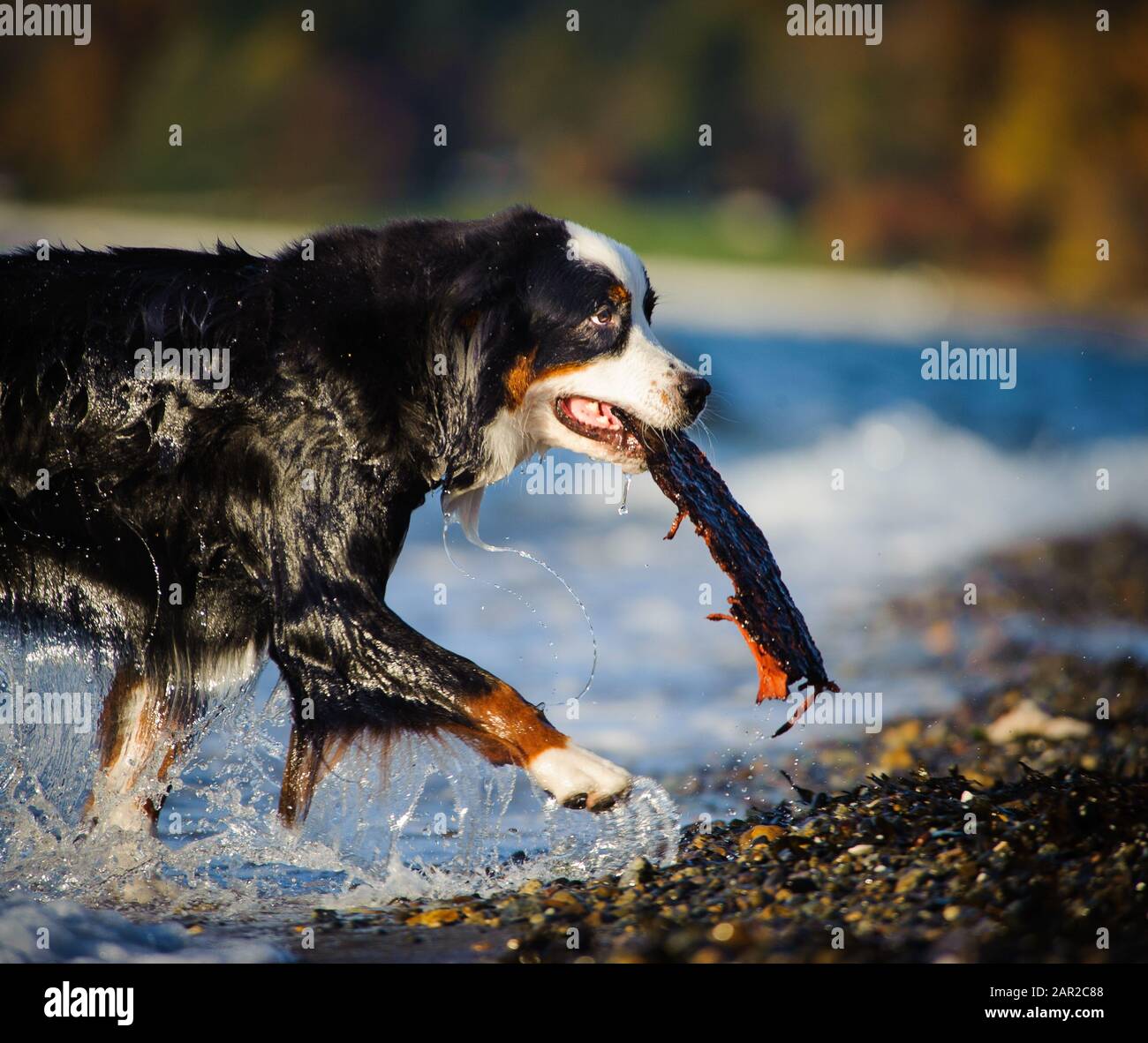Portrait extérieur du chien Doberman Pinscher Banque D'Images
