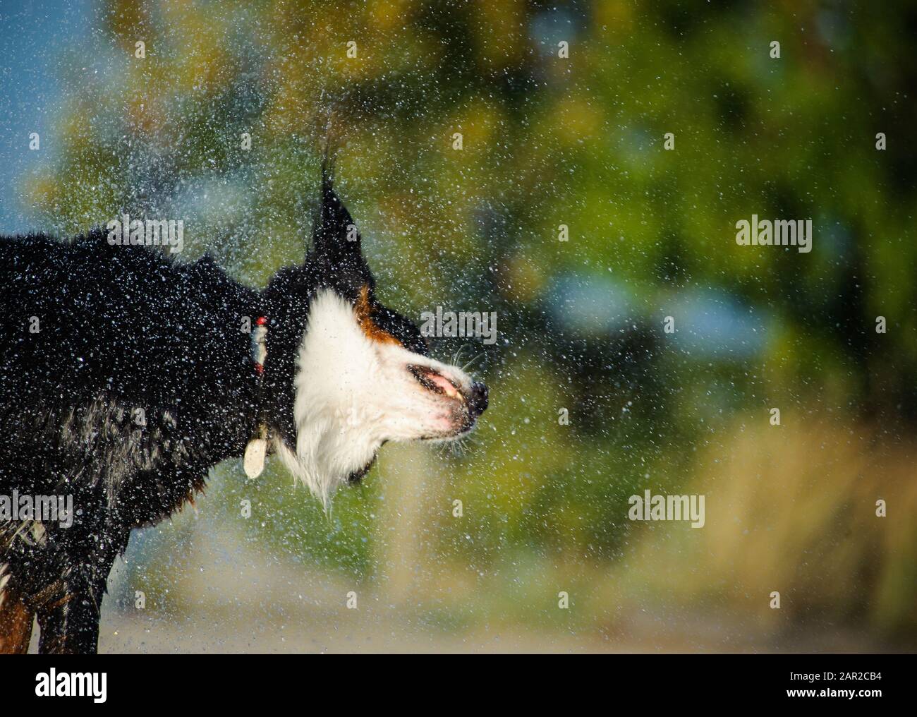 Portrait extérieur du chien Doberman Pinscher Banque D'Images