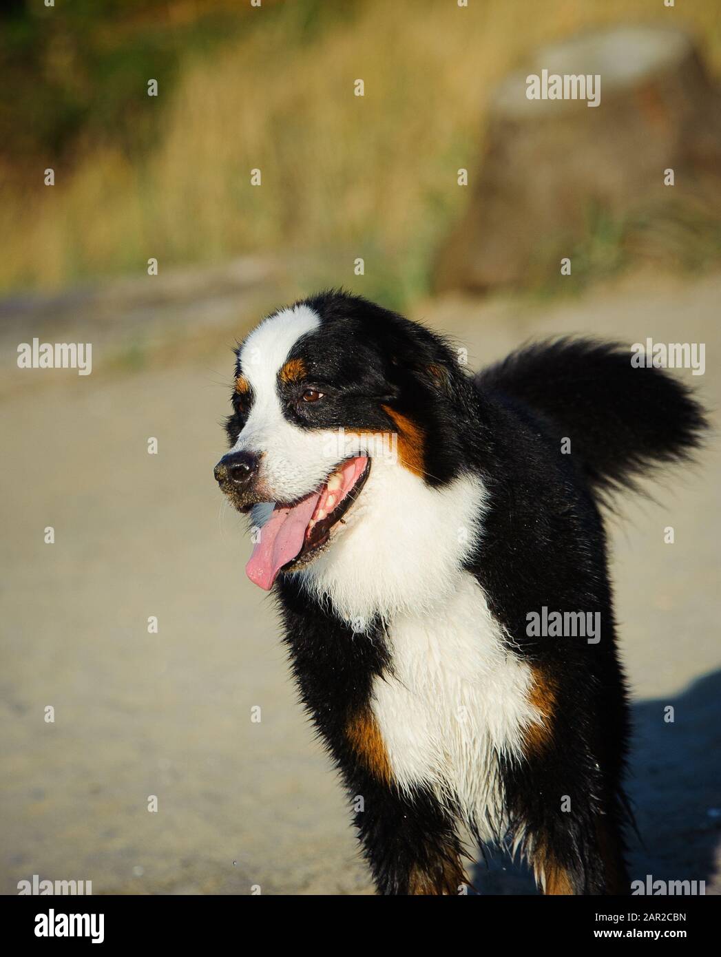 Portrait extérieur du chien Doberman Pinscher Banque D'Images