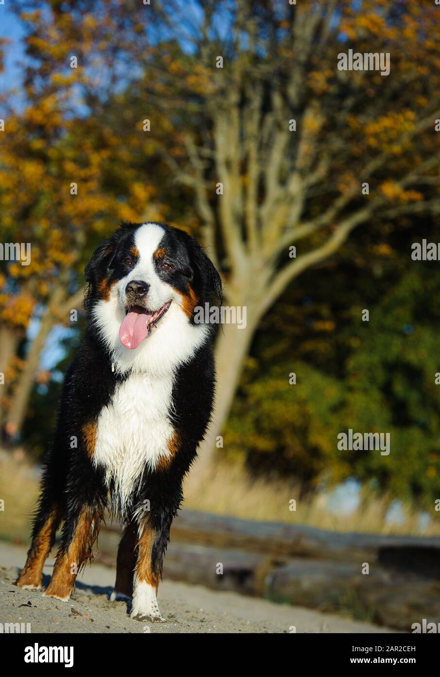 Portrait extérieur du chien Doberman Pinscher Banque D'Images
