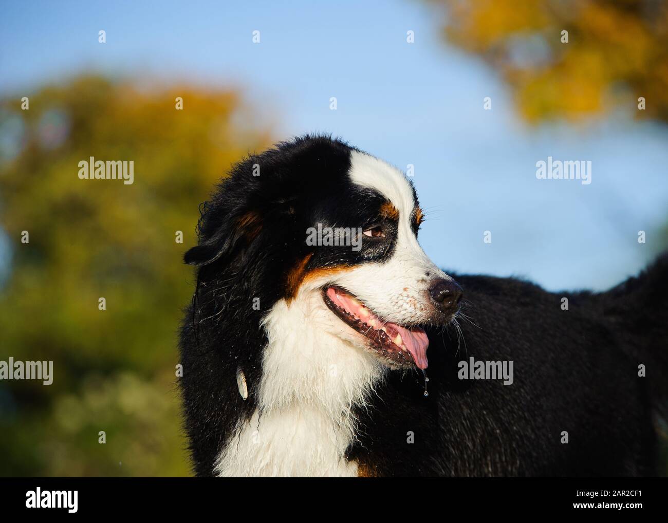 Portrait extérieur du chien Doberman Pinscher Banque D'Images