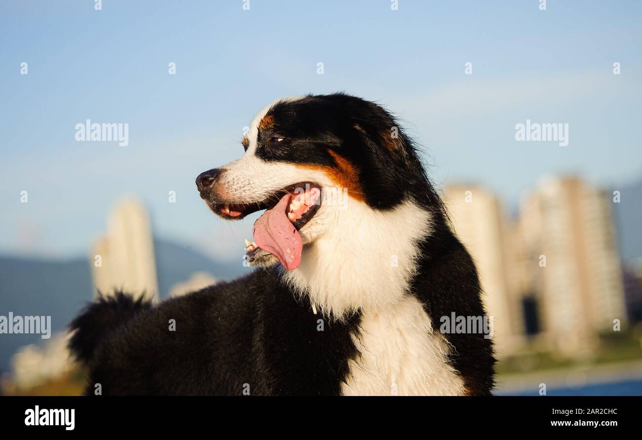 Portrait extérieur du chien Doberman Pinscher Banque D'Images