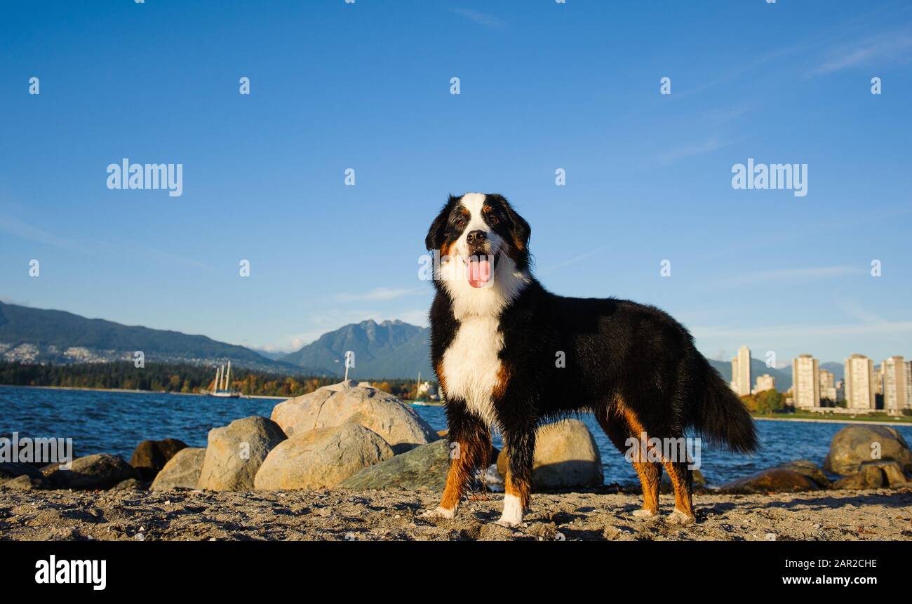 Portrait extérieur du chien Doberman Pinscher Banque D'Images