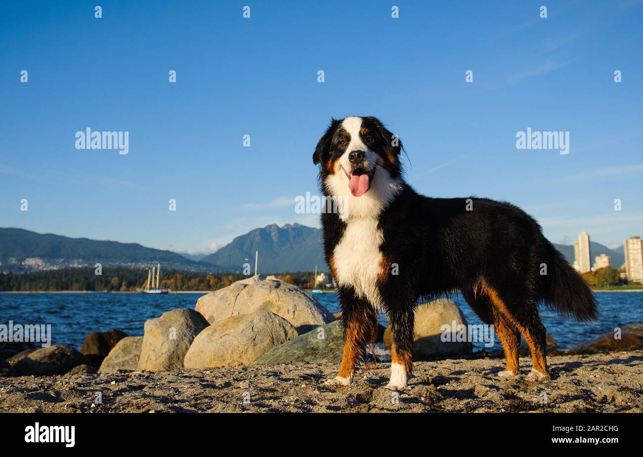 Portrait extérieur du chien Doberman Pinscher Banque D'Images
