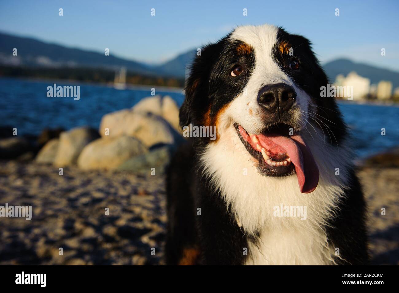 Portrait extérieur du chien Doberman Pinscher Banque D'Images
