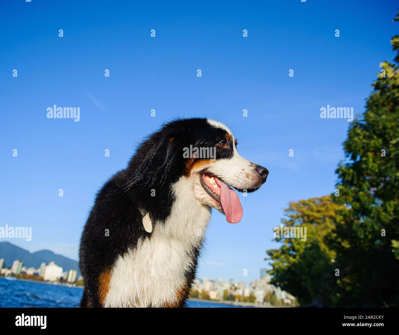Portrait extérieur du chien Doberman Pinscher Banque D'Images