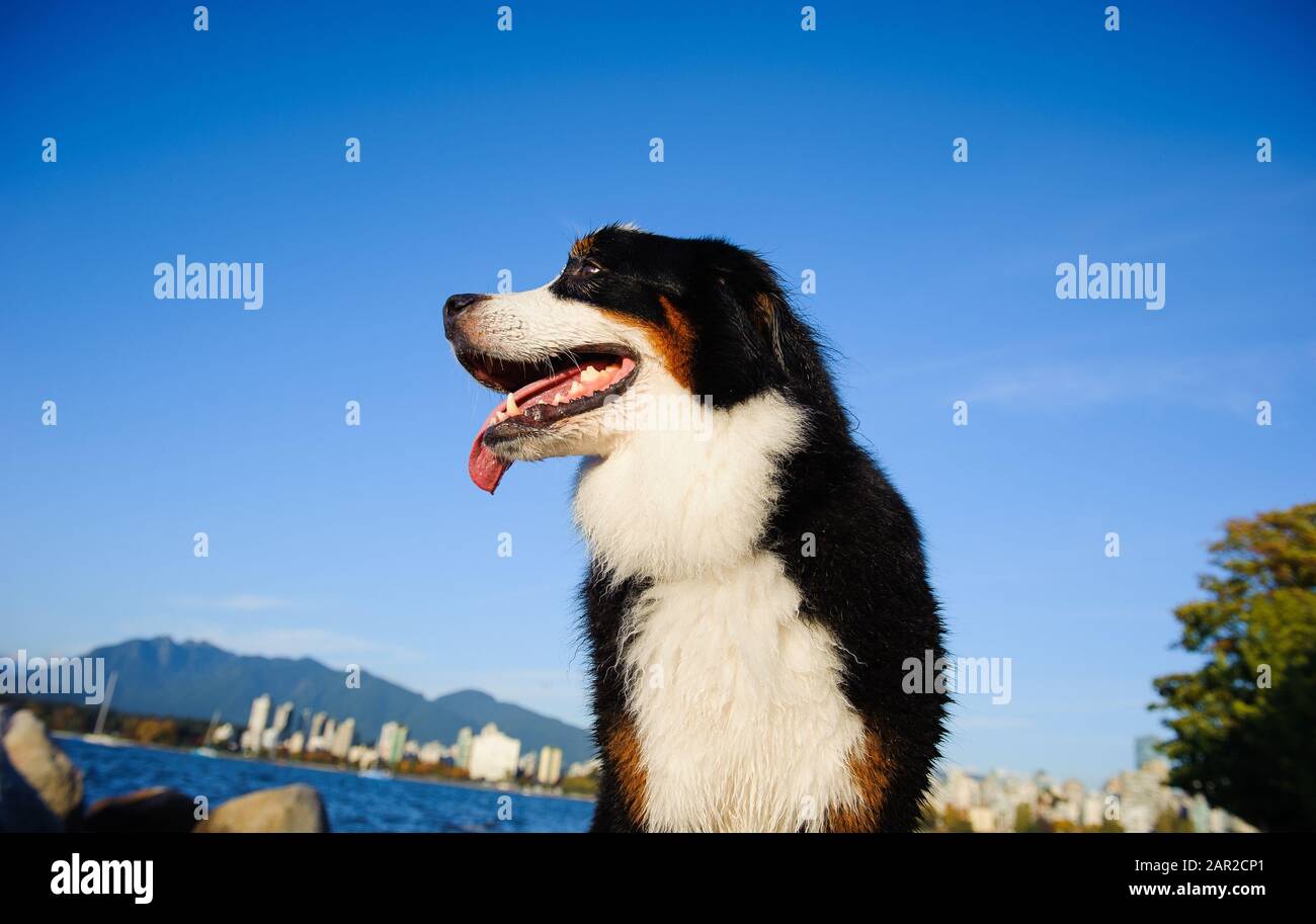 Portrait extérieur du chien Doberman Pinscher Banque D'Images
