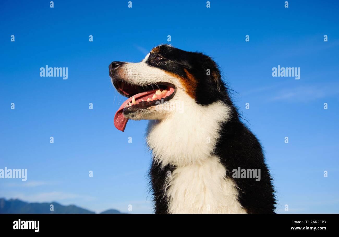Portrait extérieur du chien Doberman Pinscher Banque D'Images