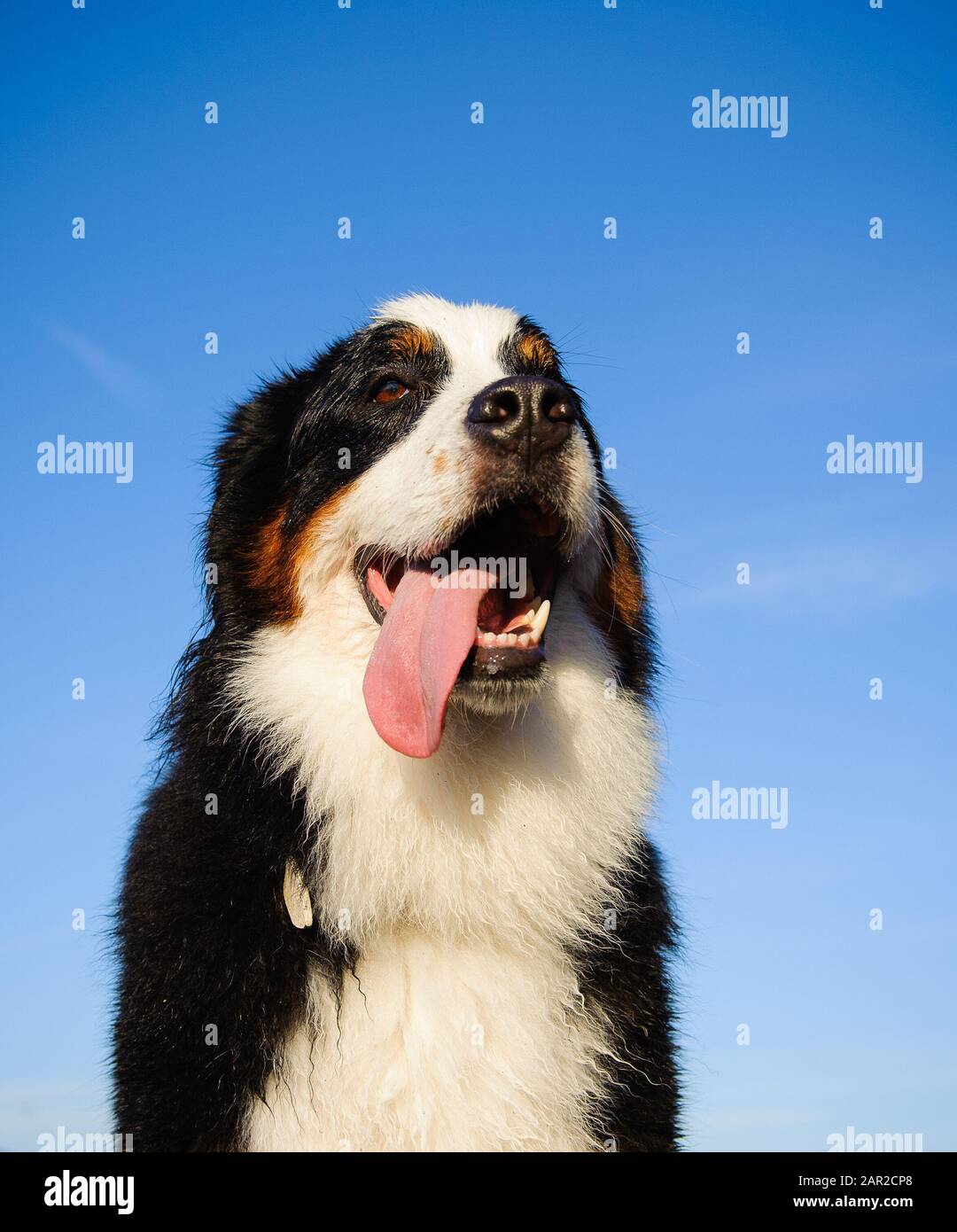 Portrait extérieur du chien Doberman Pinscher Banque D'Images