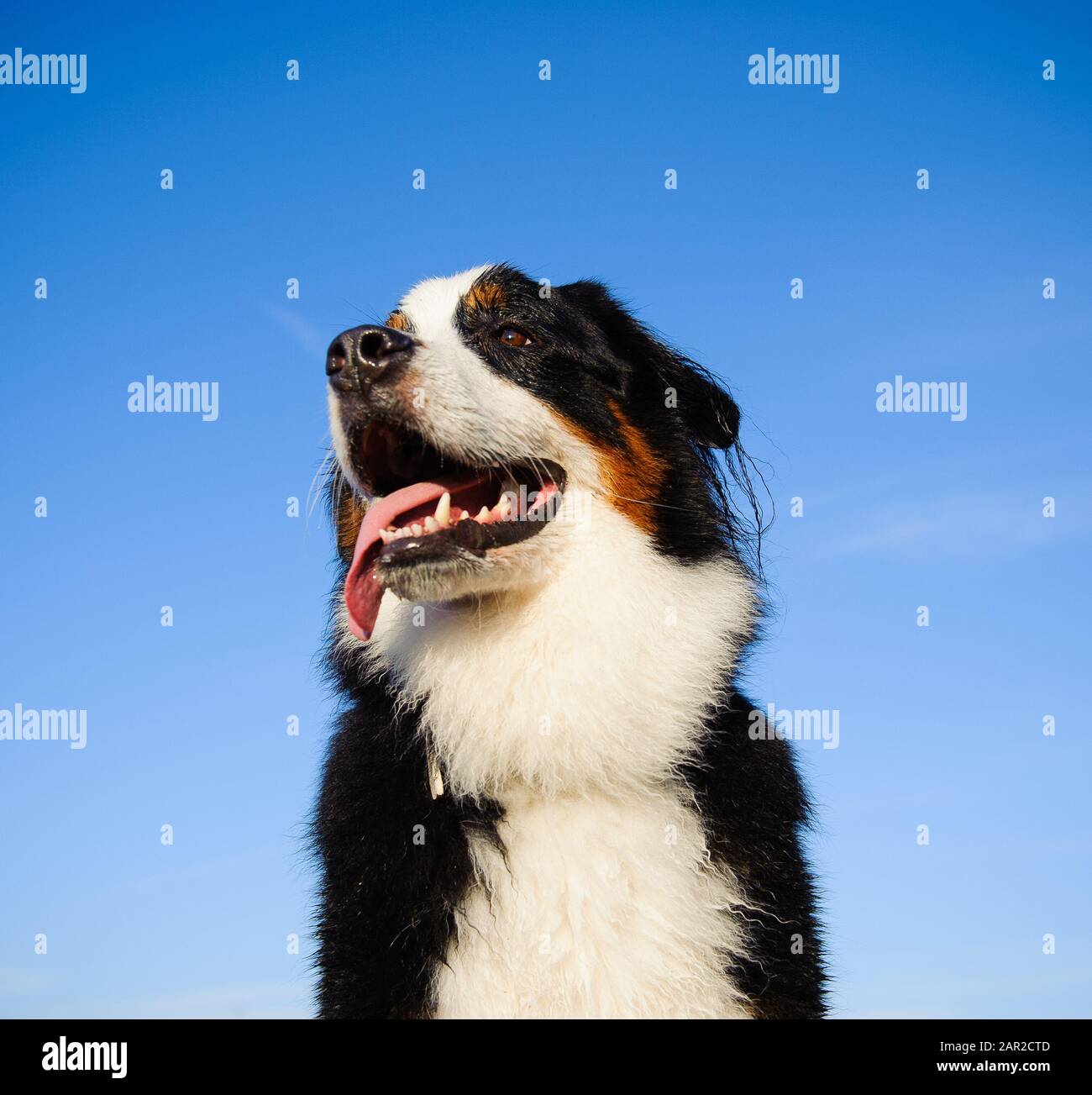 Portrait extérieur du chien Doberman Pinscher Banque D'Images