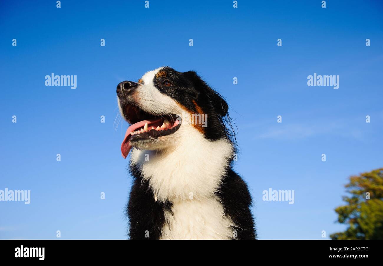 Portrait extérieur du chien Doberman Pinscher Banque D'Images