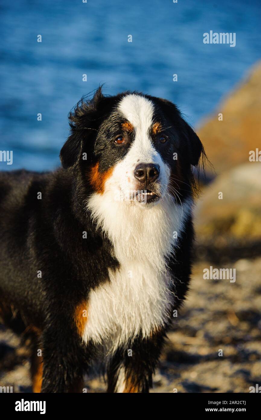 Portrait extérieur du chien Doberman Pinscher Banque D'Images