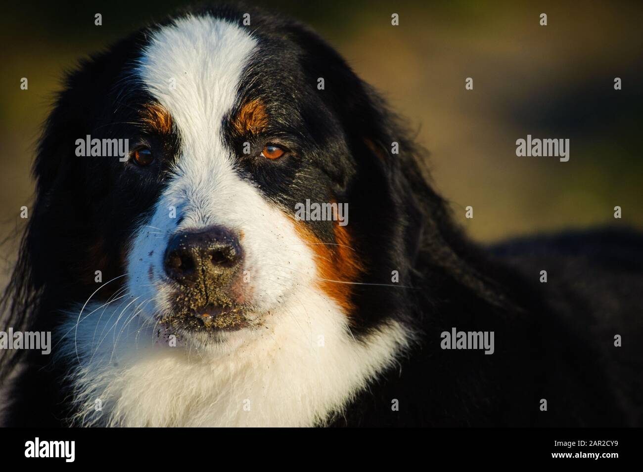 Portrait extérieur du chien Doberman Pinscher Banque D'Images