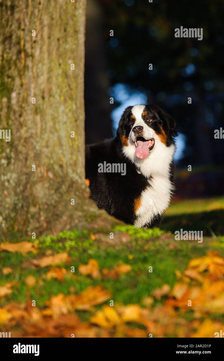 Portrait extérieur du chien Doberman Pinscher Banque D'Images