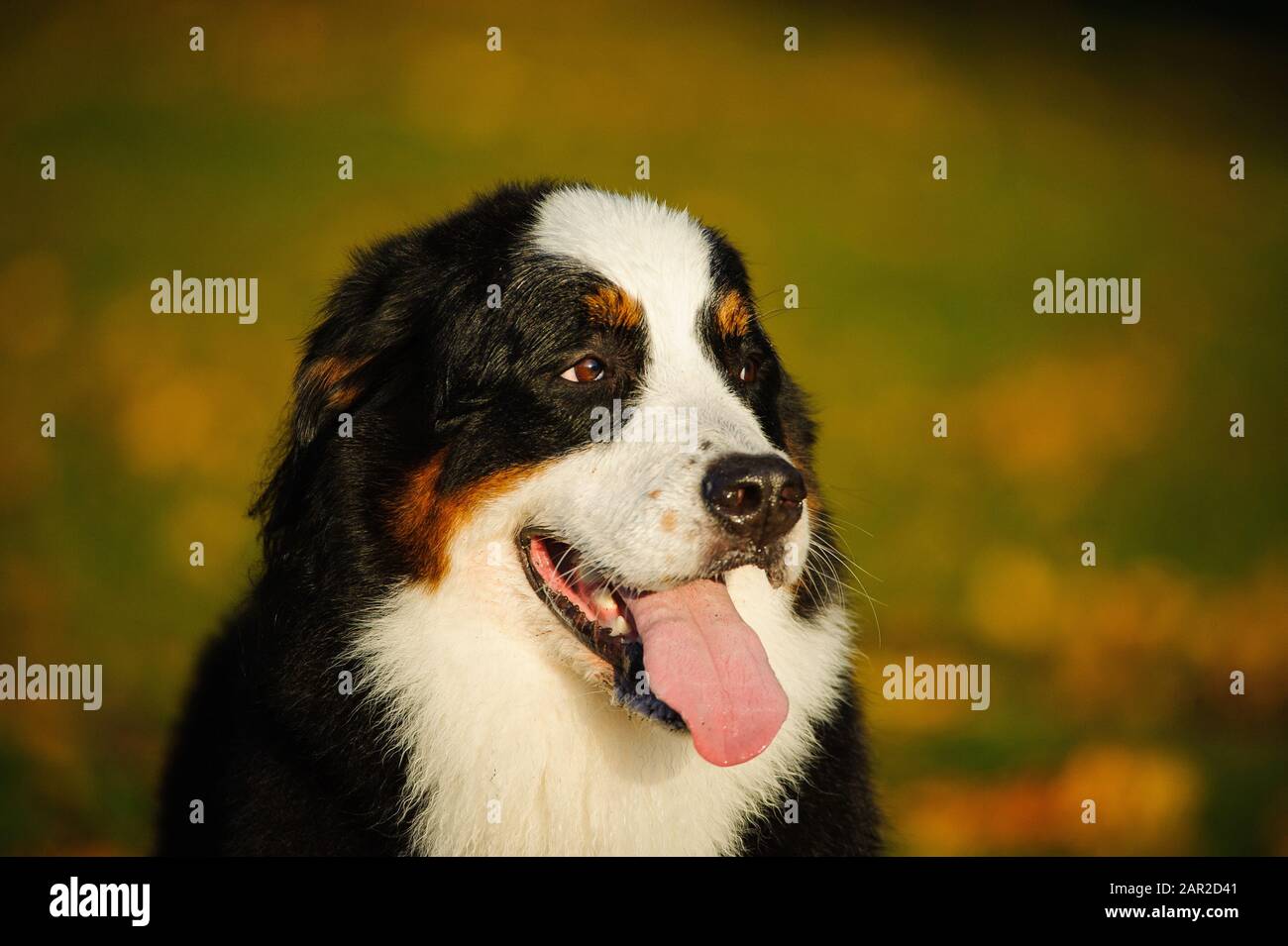Portrait extérieur du chien Doberman Pinscher Banque D'Images