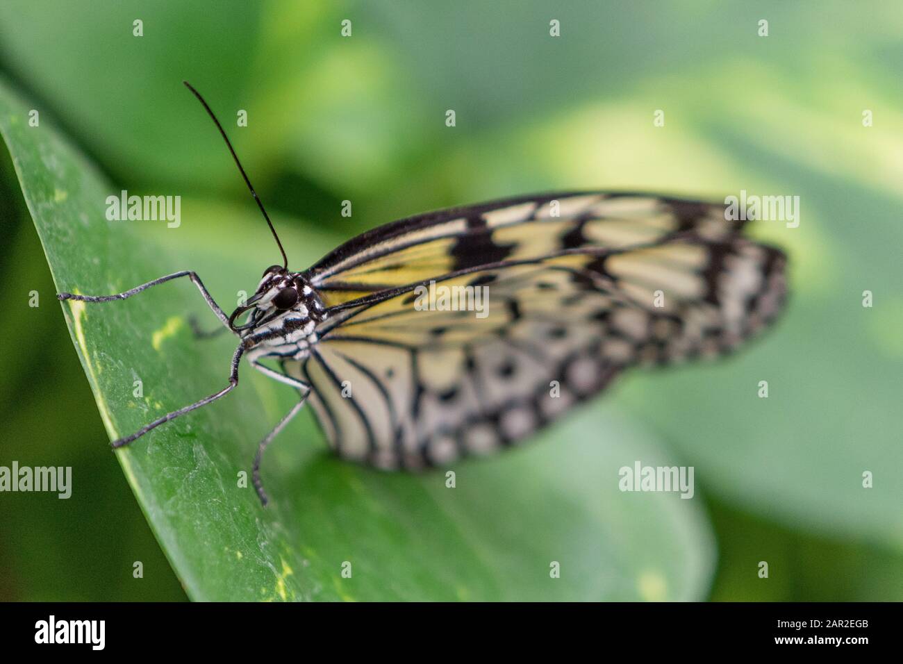 Papillon avec ailes colorées perchées sur les feuilles, macro photographie des insectes Banque D'Images