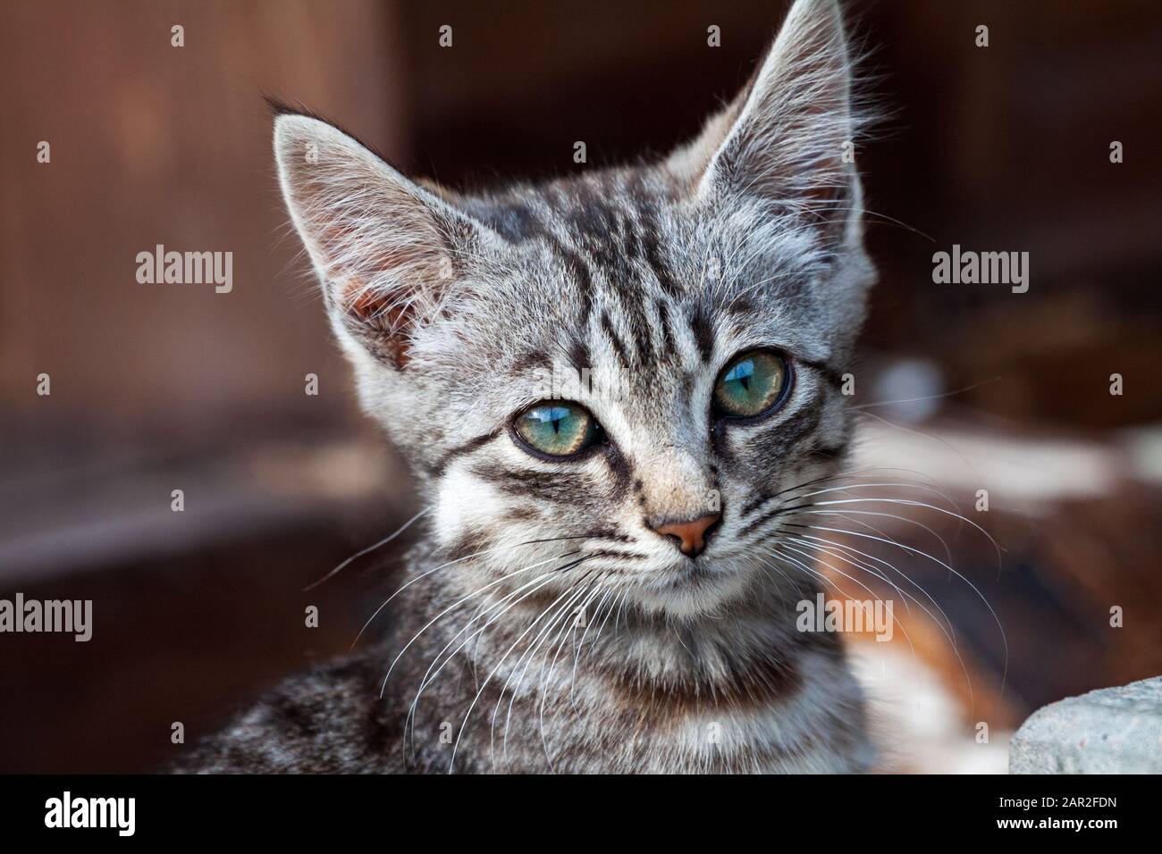 Tumeur Sur La Tete D Un Chaton Errant Sur Le Cancer Joue De Cones Photo Stock Alamy