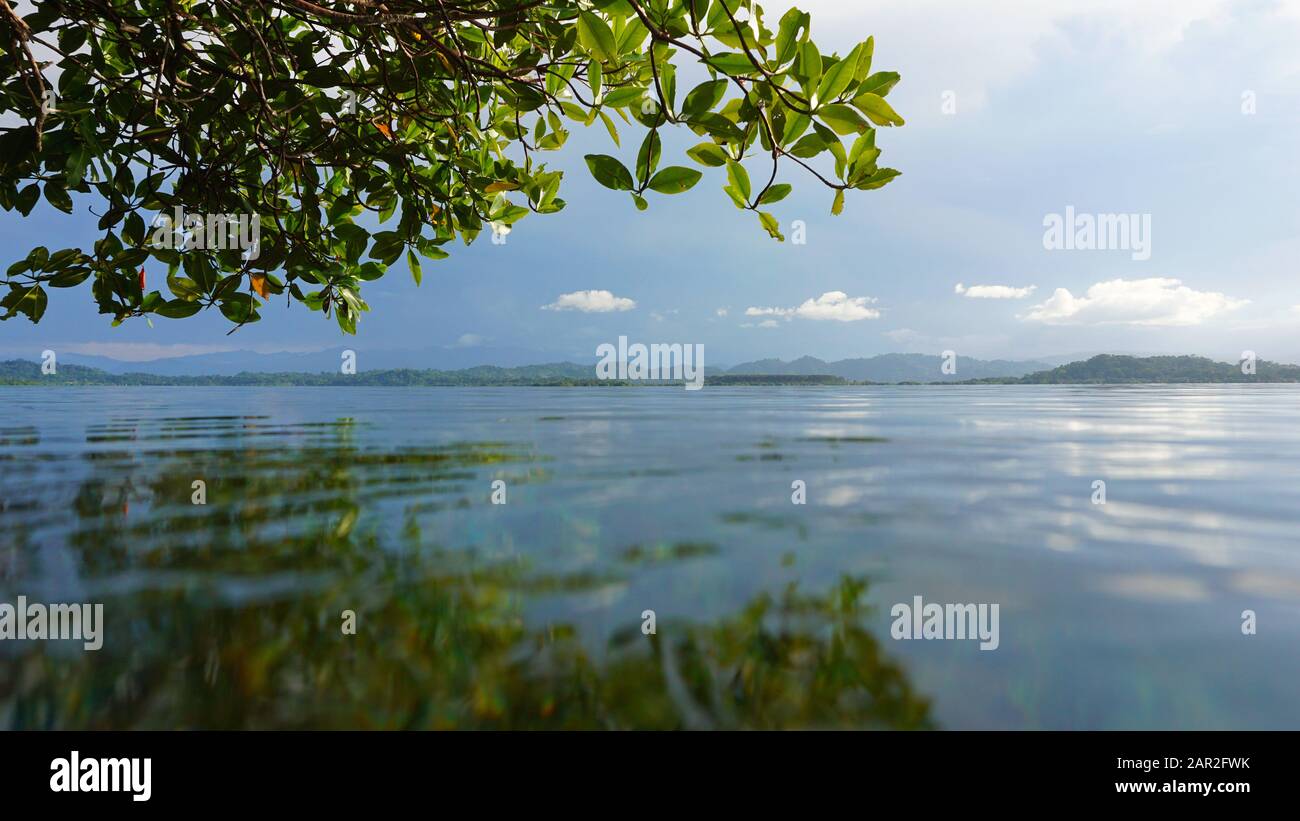 Paisible paysage tropical vu de la surface de l'eau, Bocas del Toro, côté des Caraïbes du Panama, Amérique centrale Banque D'Images